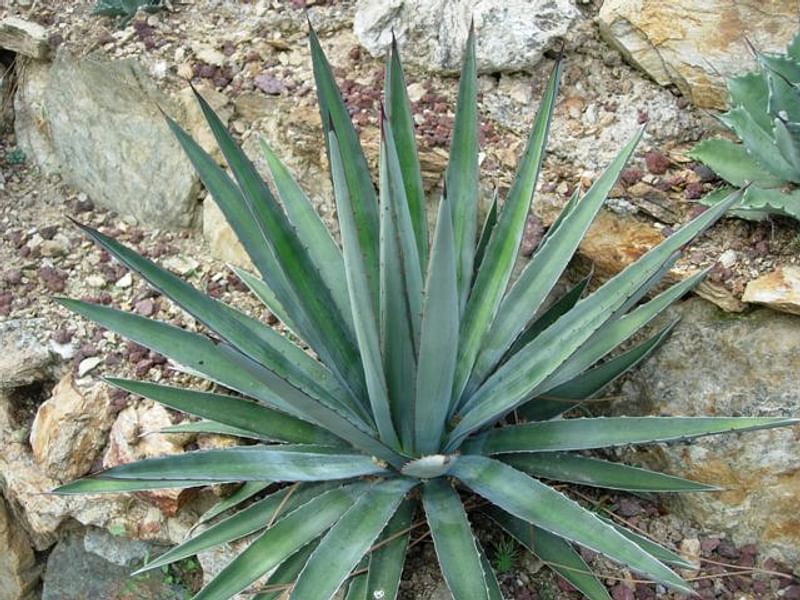 Agave Funkiana | Agave | Agavaceae