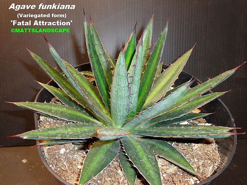 Agave Funkiana | Agave | Agavaceae