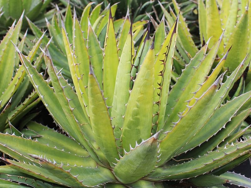Agave Funkiana | Agave | Agavaceae