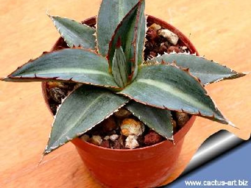 Agave Funkiana | Agave | Agavaceae