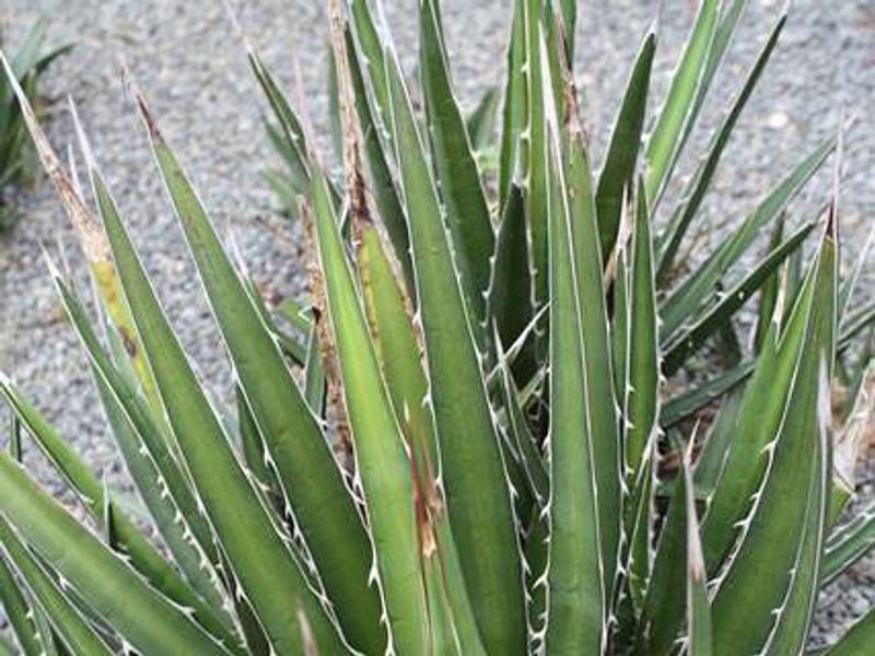 Agave Funkiana | Agave | Agavaceae