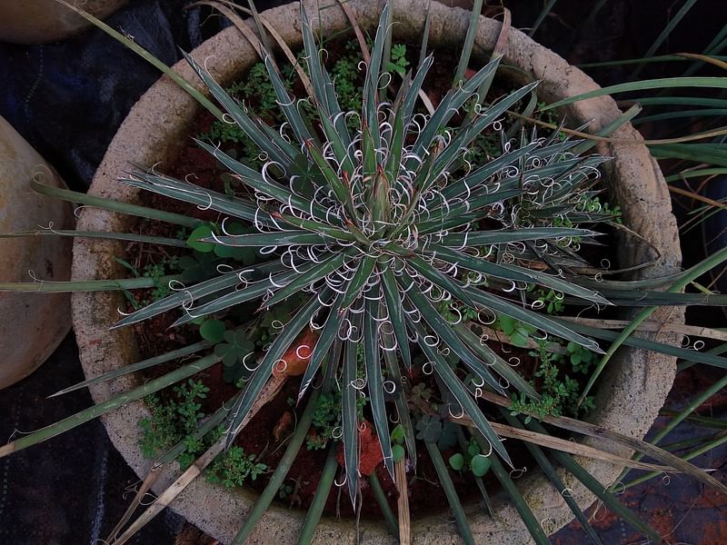 Agave Geminiflora | Agave | Agavaceae