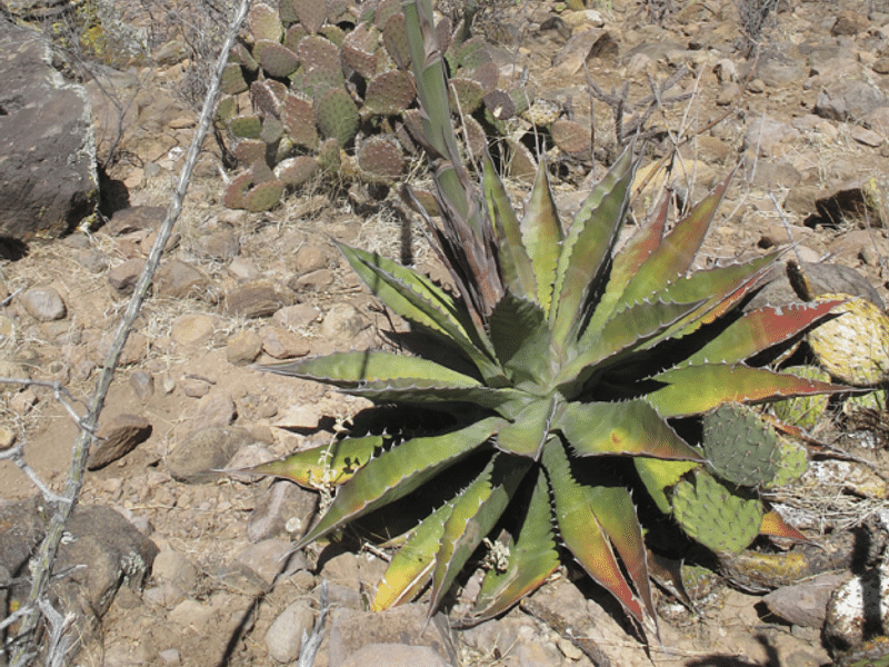 Agave Gigantensis | Agave | Agavaceae