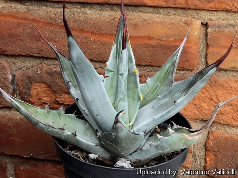 Agave Gigantensis | Agave | Agavaceae