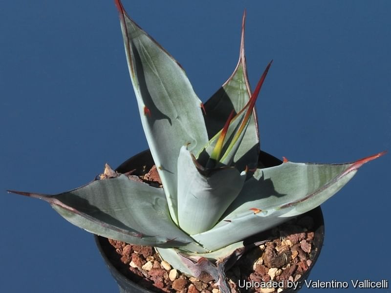 Agave Gigantensis | Agave | Agavaceae