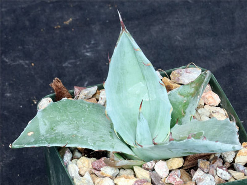 Agave Gigantensis | Agave | Agavaceae