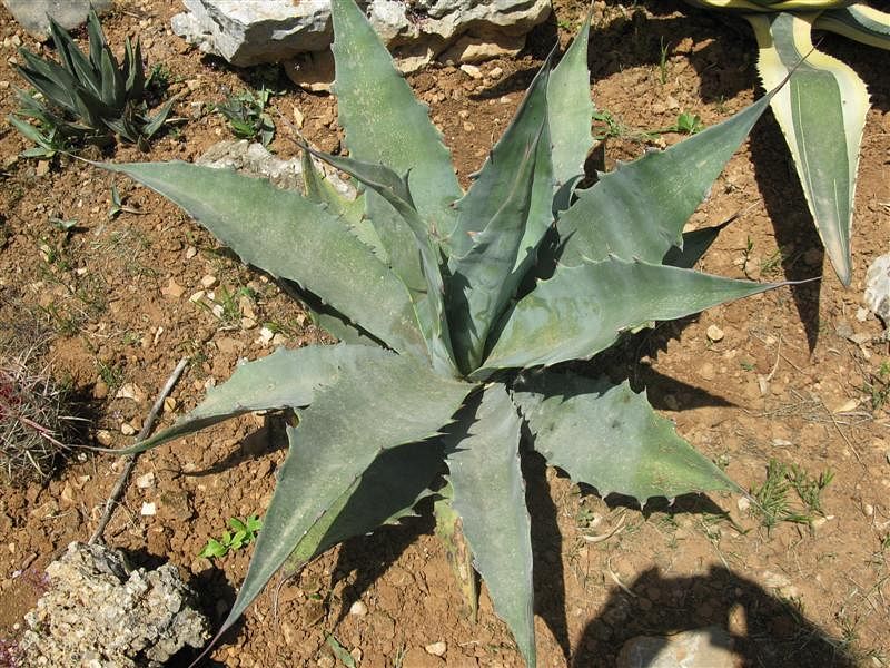 Agave Gigantensis | Agave | Agavaceae