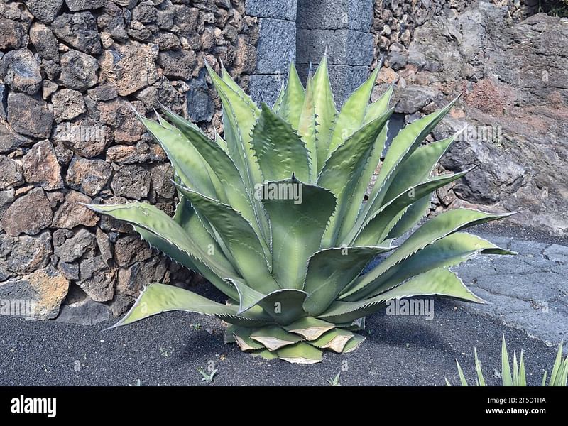 Agave Gigantensis | Agave | Agavaceae