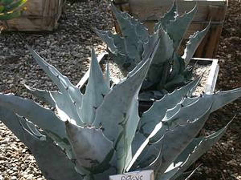 Agave Gigantensis | Agave | Agavaceae