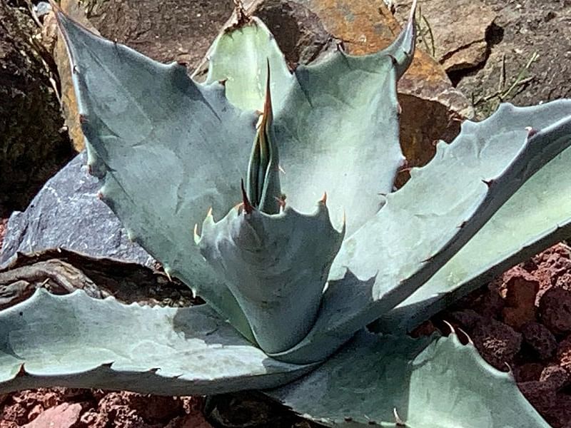 Agave Gigantensis | Agave | Agavaceae