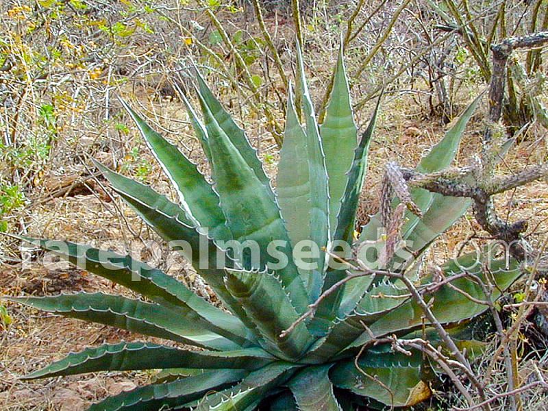Agave Gigantensis | Agave | Agavaceae