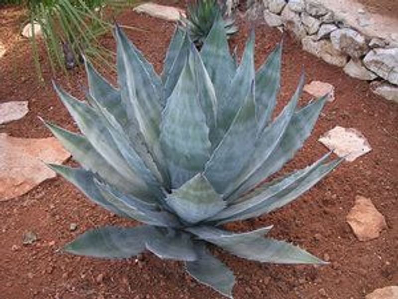 Agave Gigantensis | Agave | Agavaceae