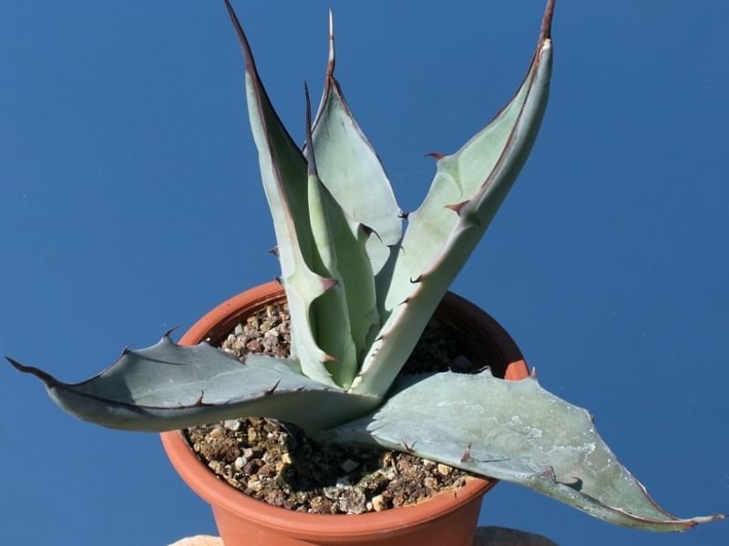 Agave Gigantensis | Agave | Agavaceae