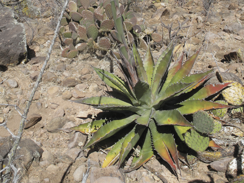 Agave Gigantensis | Agave | Agavaceae