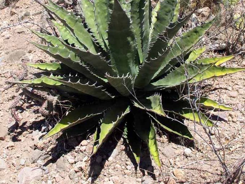 Agave Gigantensis | Agave | Agavaceae