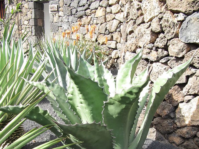 Agave Gigantensis | Agave | Agavaceae