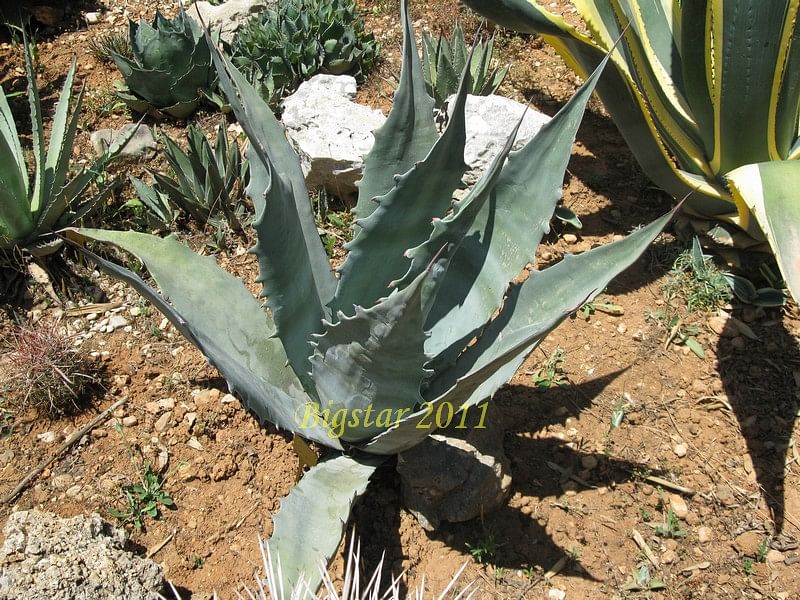 Agave Gigantensis | Agave | Agavaceae