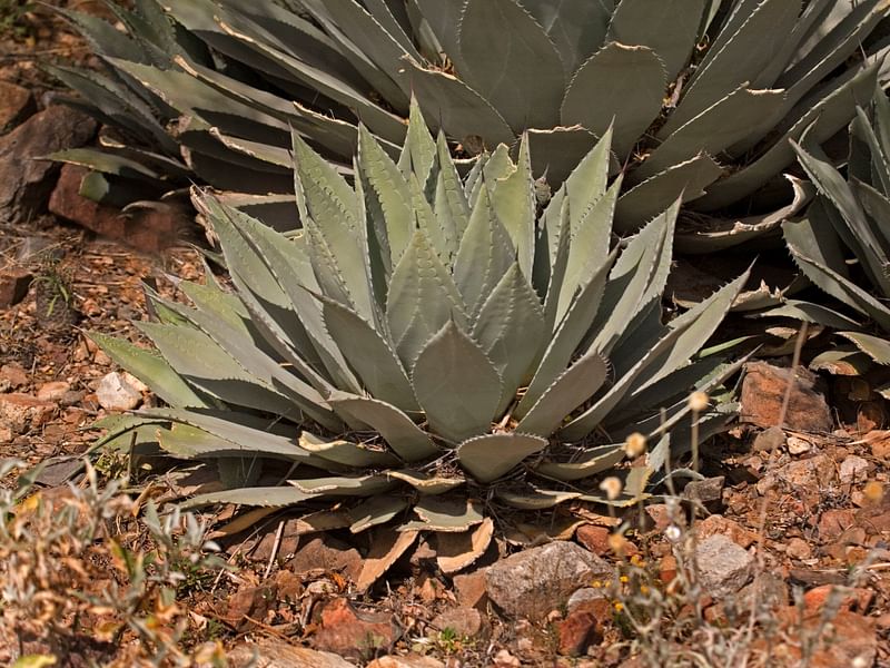 Agave Guadalajarana | Agave | Agavaceae