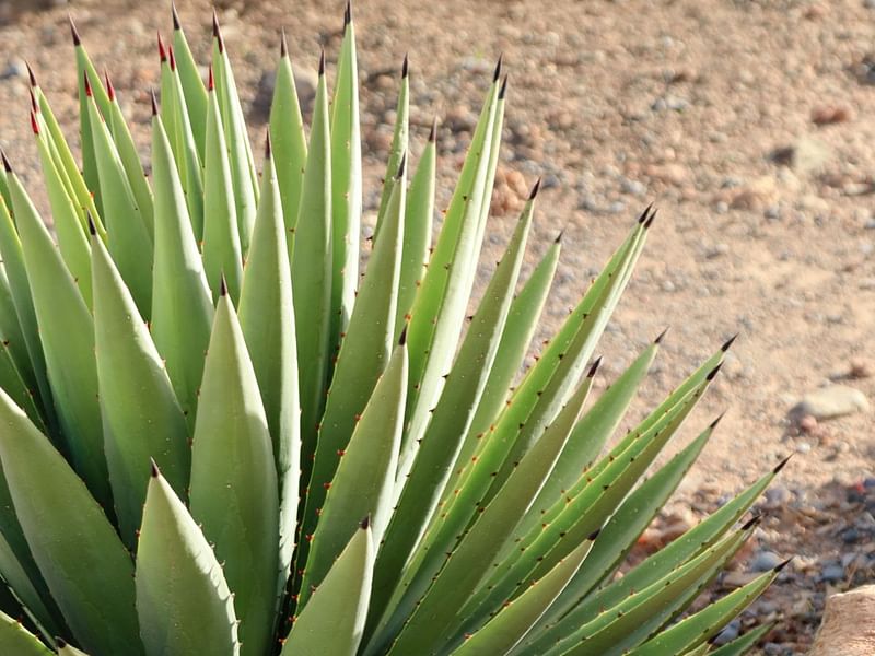 Agave Lechuguilla | Agave | Agavaceae