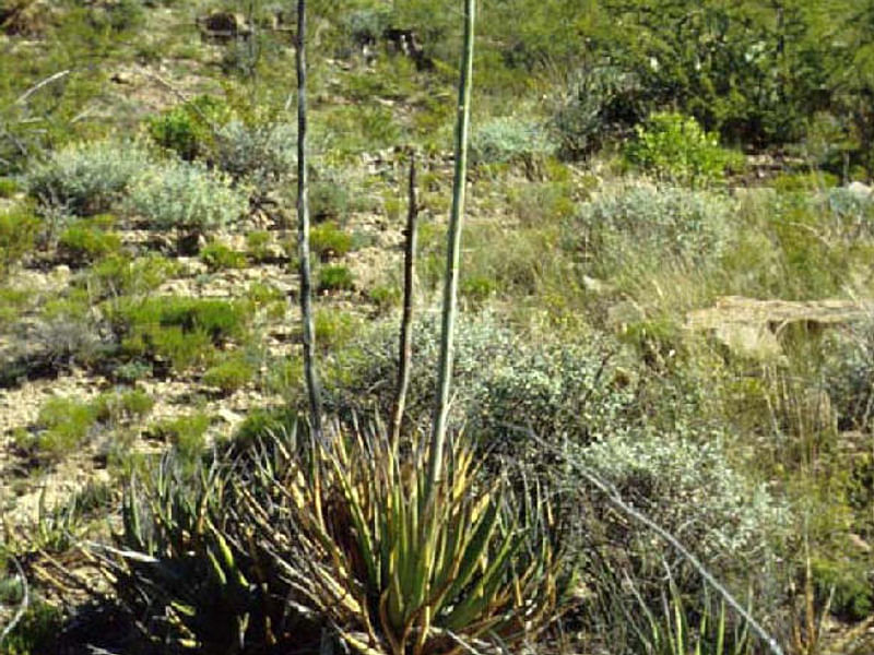 Agave Lechuguilla Flower | Agave | Agavaceae