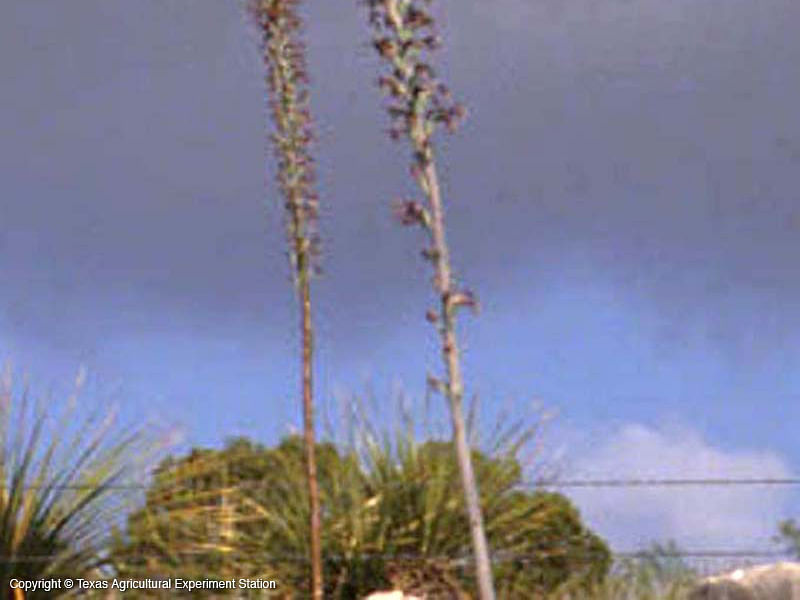 Agave Lechuguilla Flower | Agave | Agavaceae