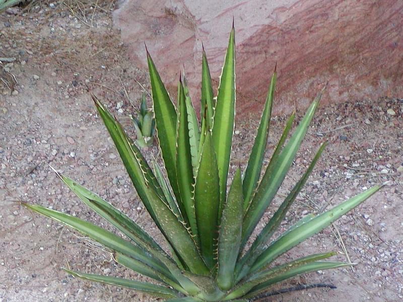 Agave Lechuguilla Flower | Agave | Agavaceae