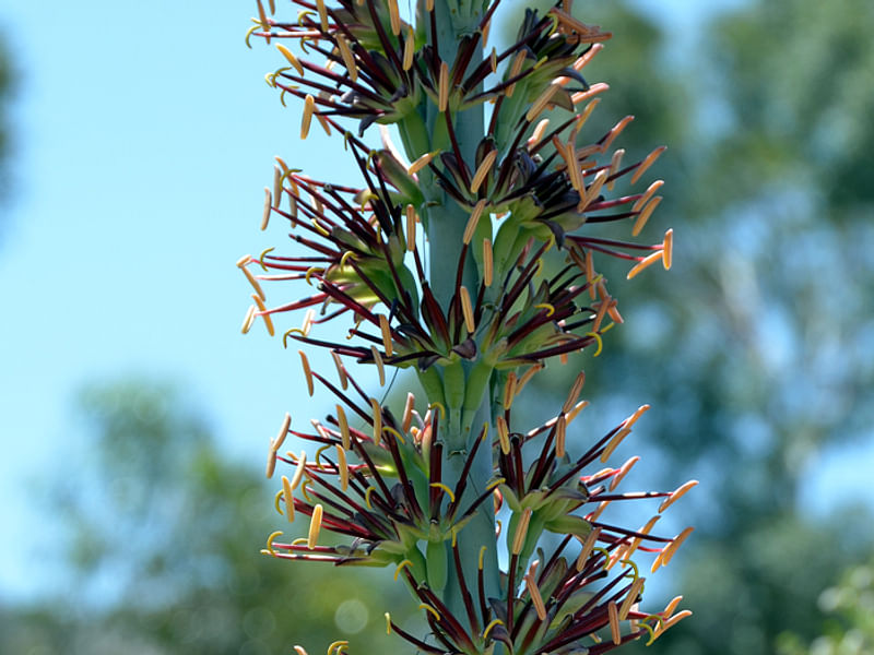 Agave Lechuguilla Flower | Agave | Agavaceae