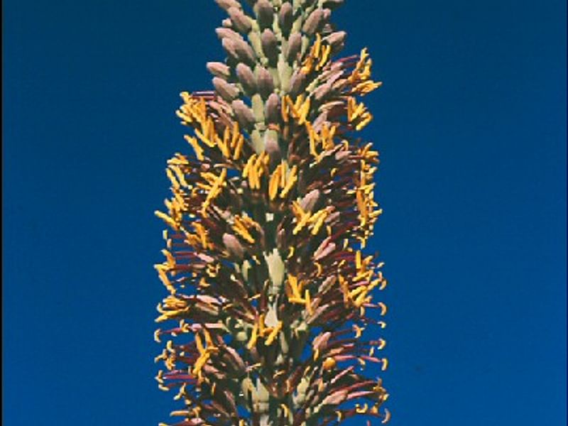 Agave Lechuguilla Flower | Agave | Agavaceae