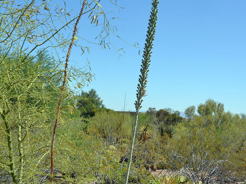 Agave Lechuguilla Flower | Agave | Agavaceae