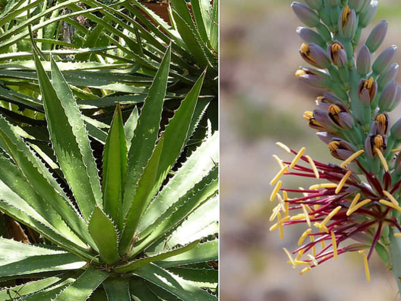 Agave Lechuguilla Flower | Agave | Agavaceae