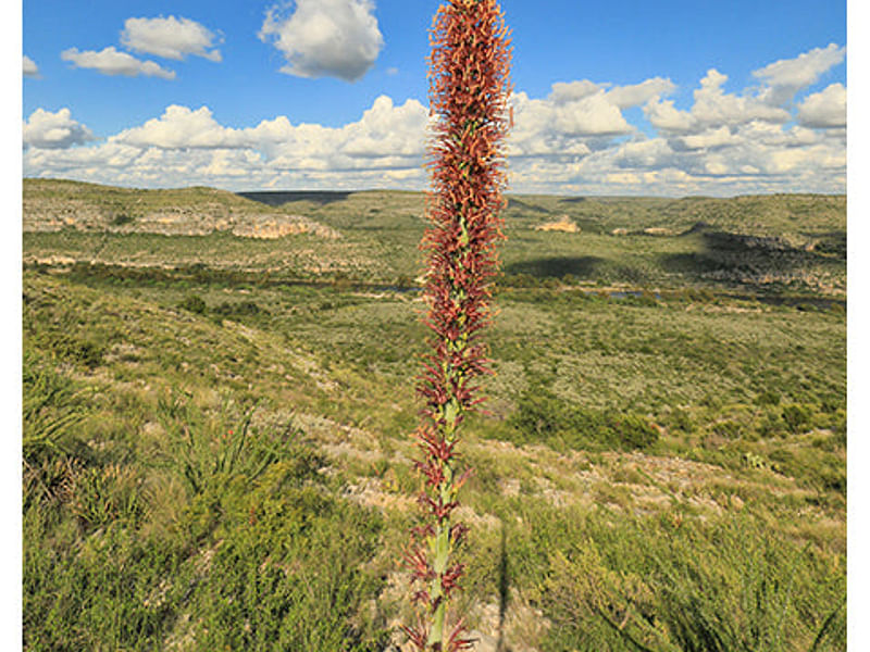 Agave Lechuguilla Flower | Agave | Agavaceae