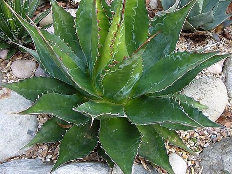 Agave Montana | Agave | Agavaceae
