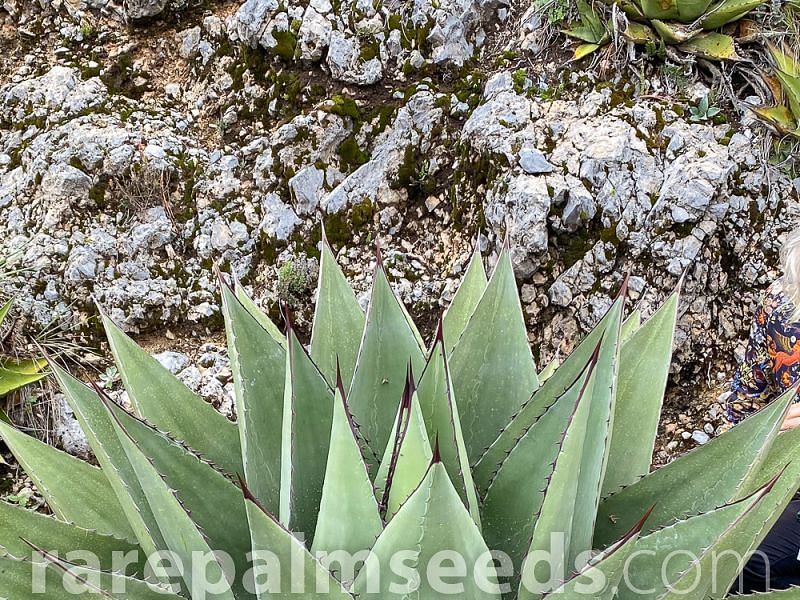 Agave Montana | Agave | Agavaceae