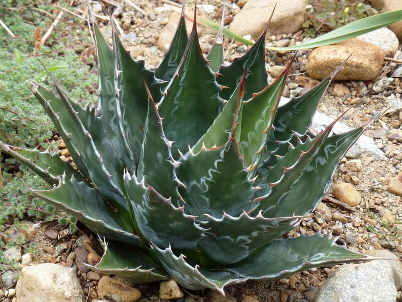 Agave Montana | Agave | Agavaceae