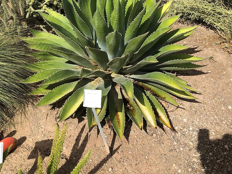Agave Montana | Agave | Agavaceae