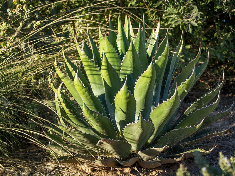 Agave Montana | Agave | Agavaceae