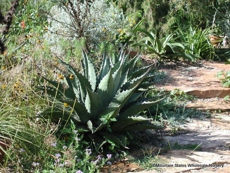 Agave Montana | Agave | Agavaceae