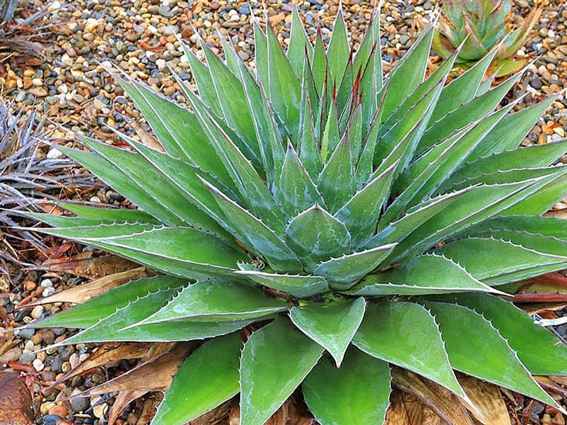 Agave Montana | Agave | Agavaceae