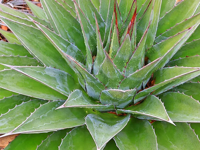 Agave Montana | Agave | Agavaceae