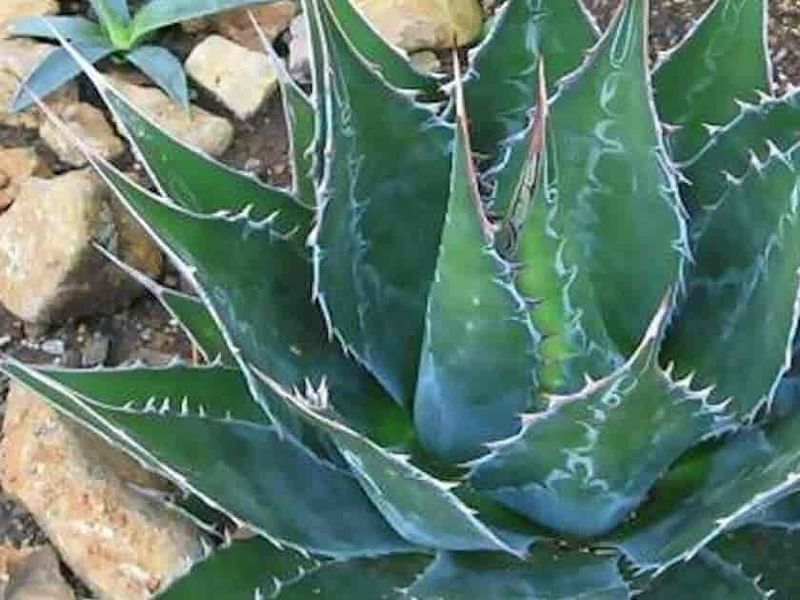 Agave Montana | Agave | Agavaceae