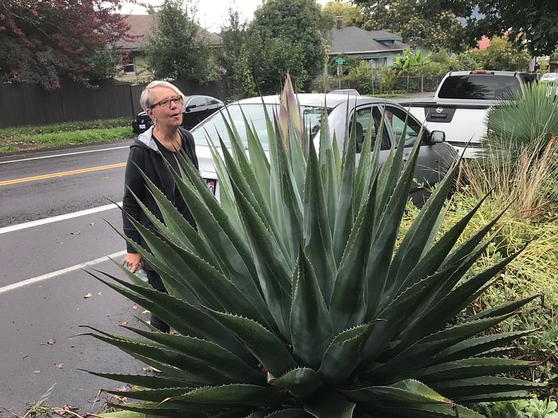 Agave Montana | Agave | Agavaceae