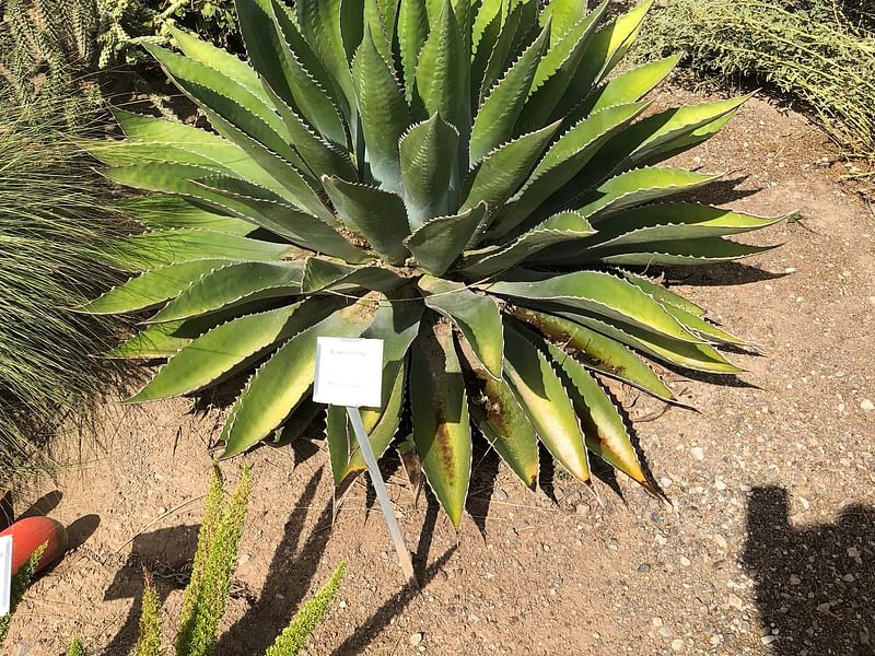 Agave Montana | Agave | Agavaceae