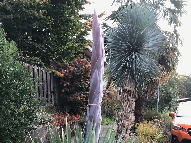 Agave Montana | Agave | Agavaceae