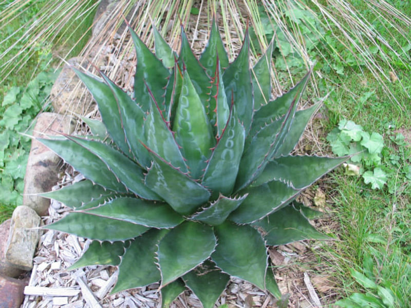 Agave Montana | Agave | Agavaceae