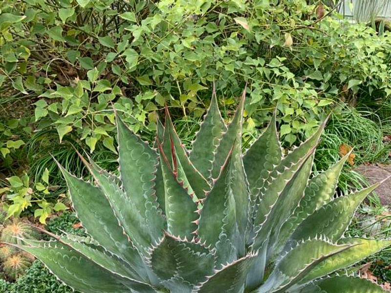 Agave Montana | Agave | Agavaceae