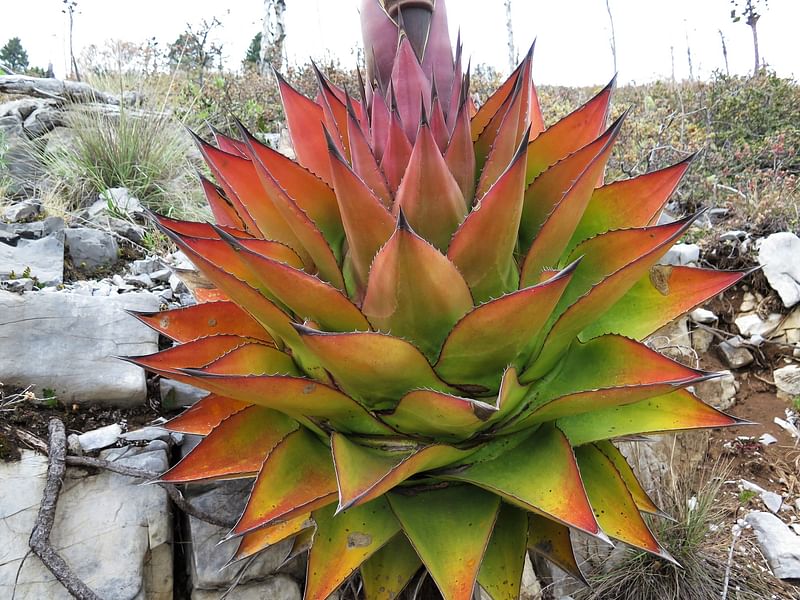 Agave Montana | Agave | Agavaceae
