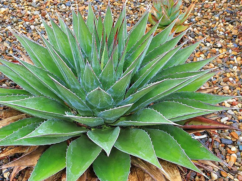 Agave Montana | Agave | Agavaceae