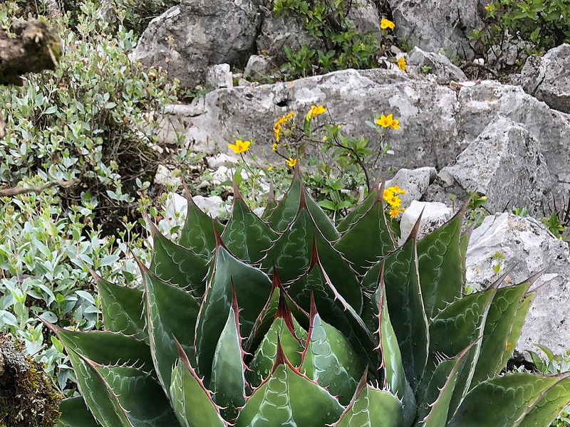 Agave Montana | Agave | Agavaceae
