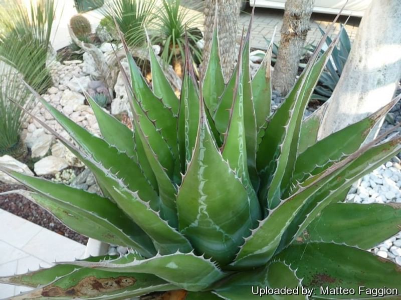 Agave Montana | Agave | Agavaceae