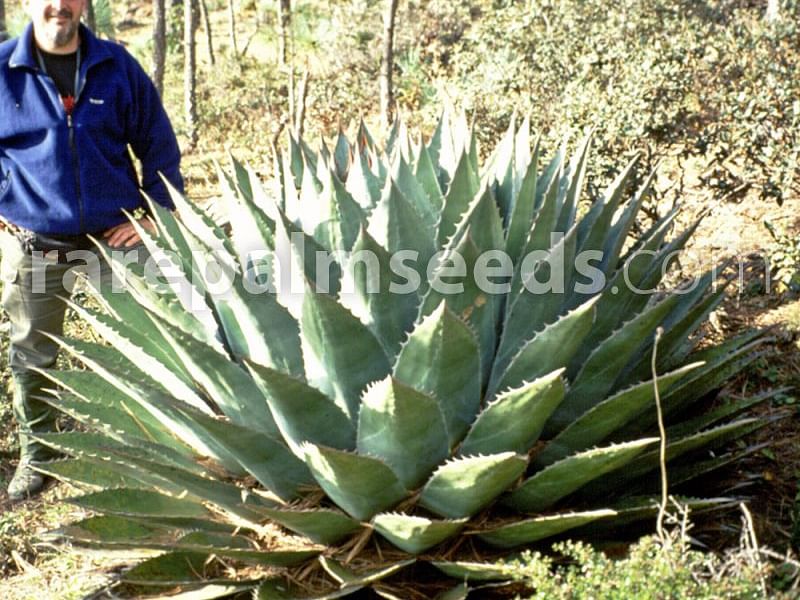 Agave Montana | Agave | Agavaceae
